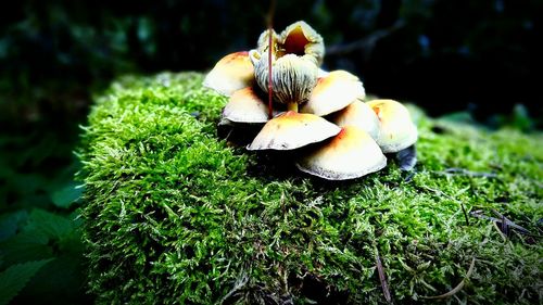 Close-up of plant growing on field