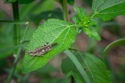Blue-winged grasshopper , oedipoda caerulescens on green leaf.