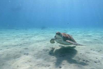 View of fish swimming in sea