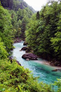 River flowing through forest