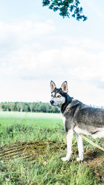 Dog on field against sky