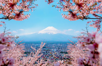 Low angle view of pink flowering tree against sky