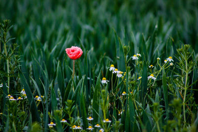 Close-up of pink flowers blooming in field