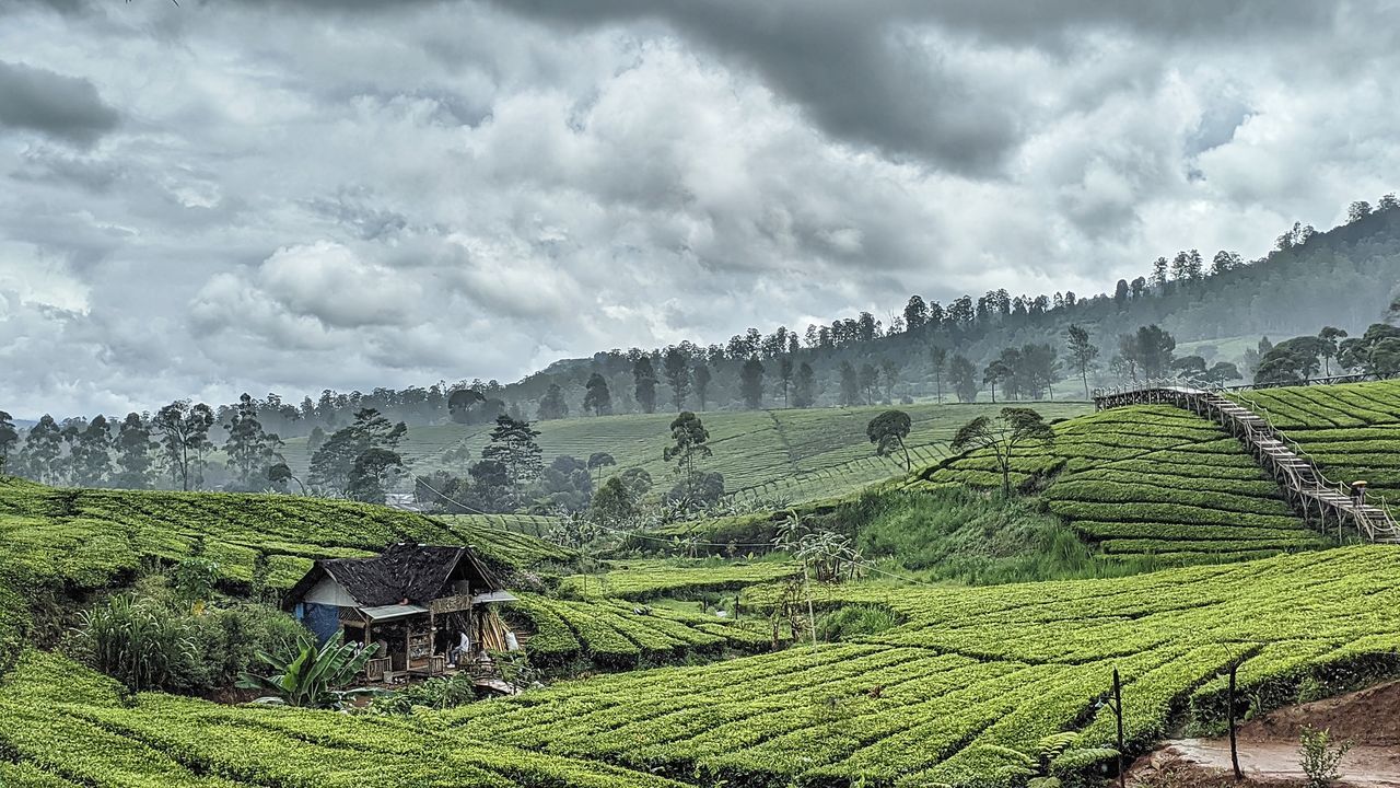 landscape, environment, agriculture, land, crop, rural scene, field, scenics - nature, plant, cloud, nature, mountain, farm, rural area, growth, sky, tea crop, highland, plantation, terrace, social issues, environmental conservation, beauty in nature, travel, tree, valley, architecture, food and drink, green, overcast, no people, building, mountain range, outdoors, plateau, tropical climate, tourism, tranquility, terraced field, food, house, travel destinations, forest, tea, fog, flower, tropical tree, hut