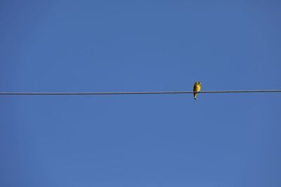 Low angle view of a bird on cable