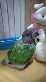 Close-up of parrot in cage