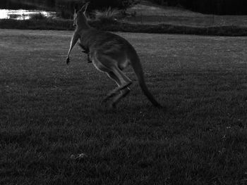 Dog grazing on grassy field