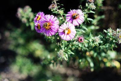 Close-up of pink flowering plant