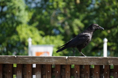 Bird perching on a railing