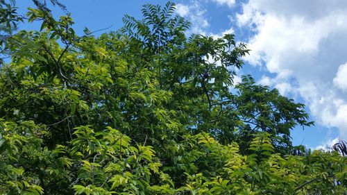 Low angle view of trees against sky