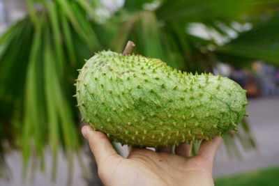 Close-up of hand holding fruit