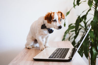 Dog sitting on table