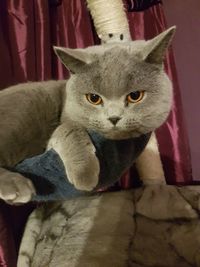 Close-up portrait of cat sitting