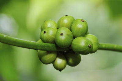 Close-up of fresh green fruits on tree