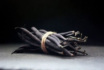 Close-up of dead insect on table against black background