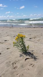 Plant on beach against sky