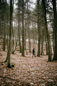 Trees in forest with a man walking