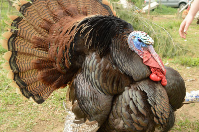 Close-up of bird