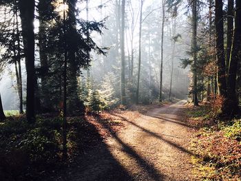 Road passing through forest