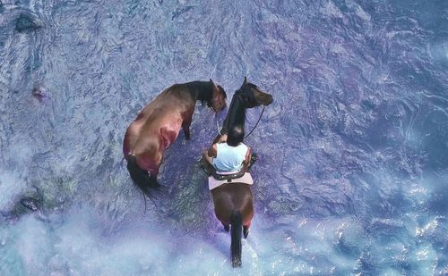 Dog in water
