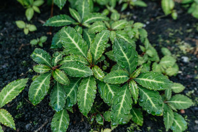 Fresh impatiens leaves after rainfall