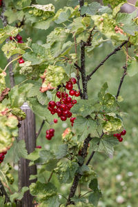 Close-up of berries growing on tree