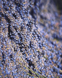 Close-up of snow on plant