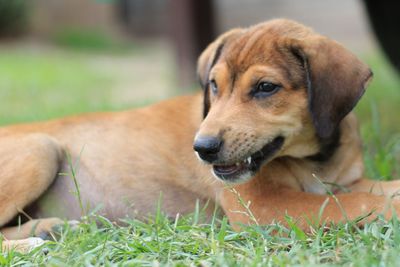 Dog looking away on field