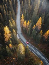 Road amidst trees in forest