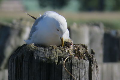 Close-up of seagull perching on wooden post