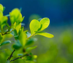 Beautiful, fresh green blueberry leaves in spring forest. seasonal scenery of northern europe.