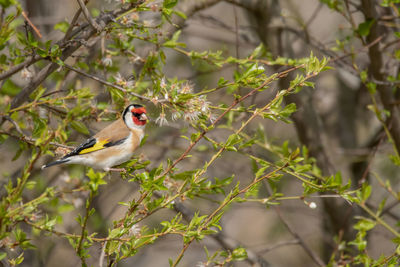 Close-up of bird perching on branch