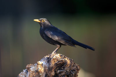 Close-up of bird perching on wood