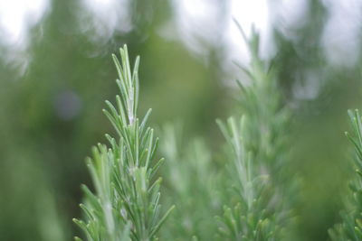 Close-up of dew on plant