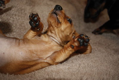 High angle view of dog resting at home