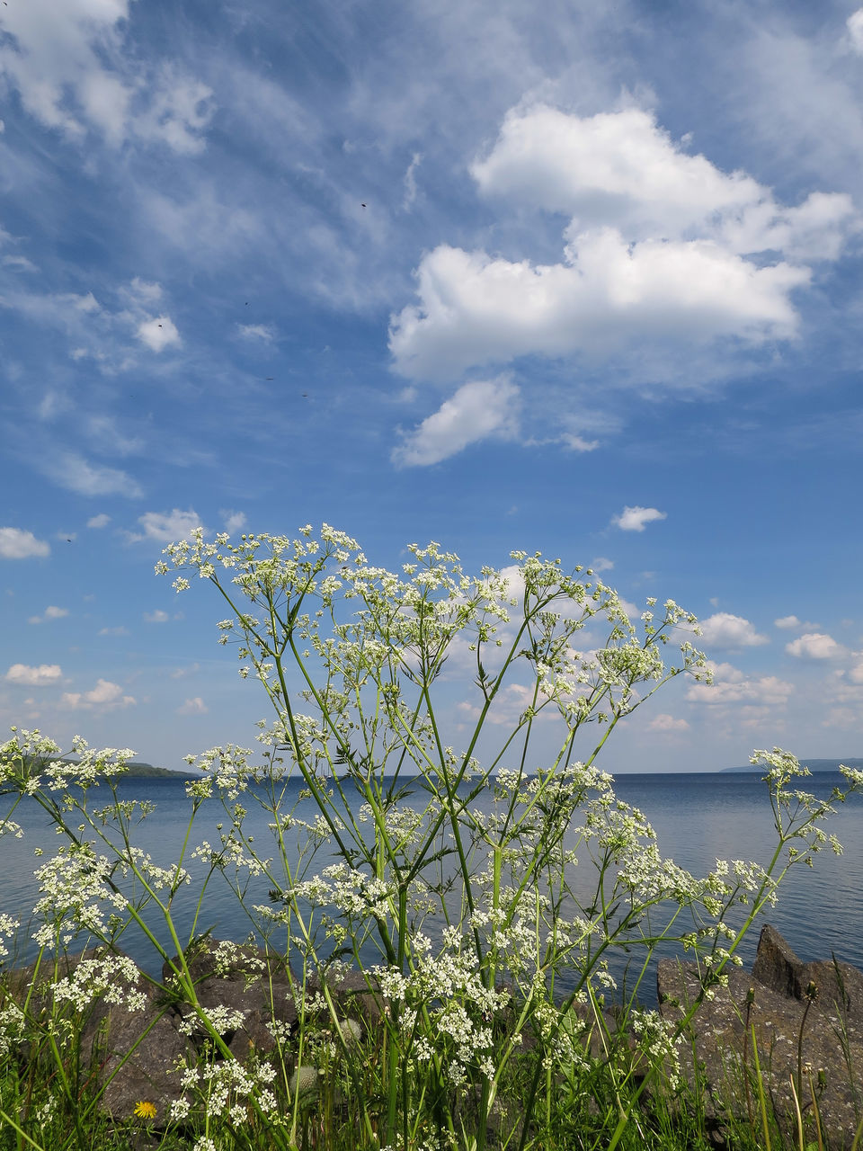 flower, sky, beauty in nature, water, growth, plant, tranquil scene, nature, tranquility, sea, scenics, freshness, cloud - sky, stem, fragility, cloud, horizon over water, growing, day, no people