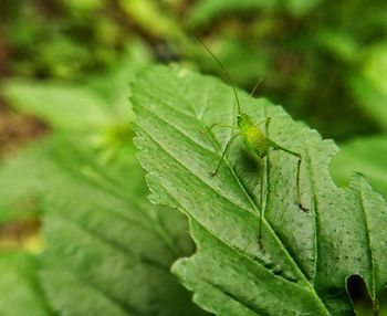 Close-up of insect on leaves