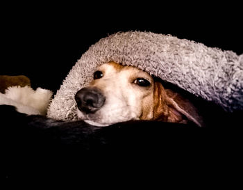 Close-up portrait of a dog over black background