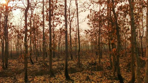 Trees in forest during sunset