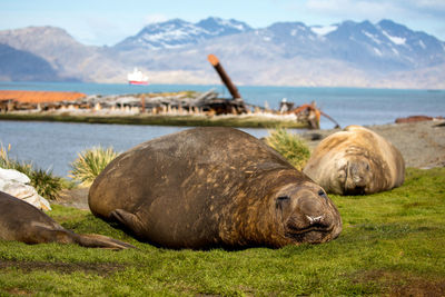 Seals at lakeshore against mountains