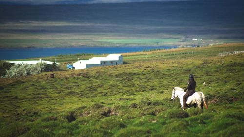 Horses standing in a field