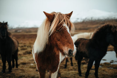 Horses in the field