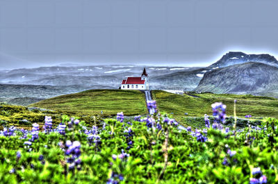 Scenic view of purple flowering plants on land