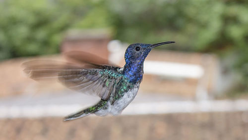 Close-up of a bird flying