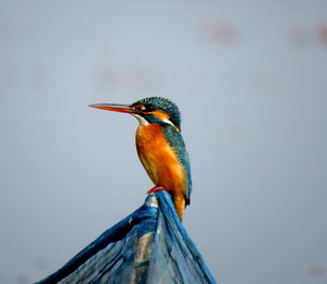 Common kingfisher