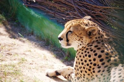 Close-up of cheetah sitting outdoors