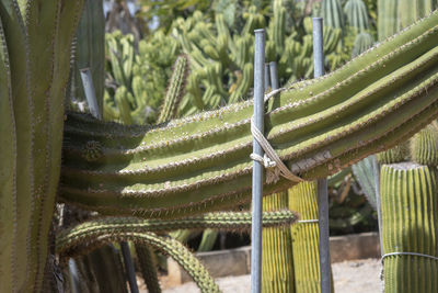 Close-up of succulent plant