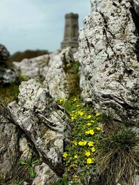 Close-up of moss on rock