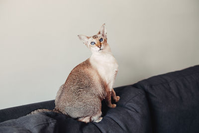 Beautiful colorpoint blue-eyed oriental breed cat sitting on couch sofa looking in camera. 