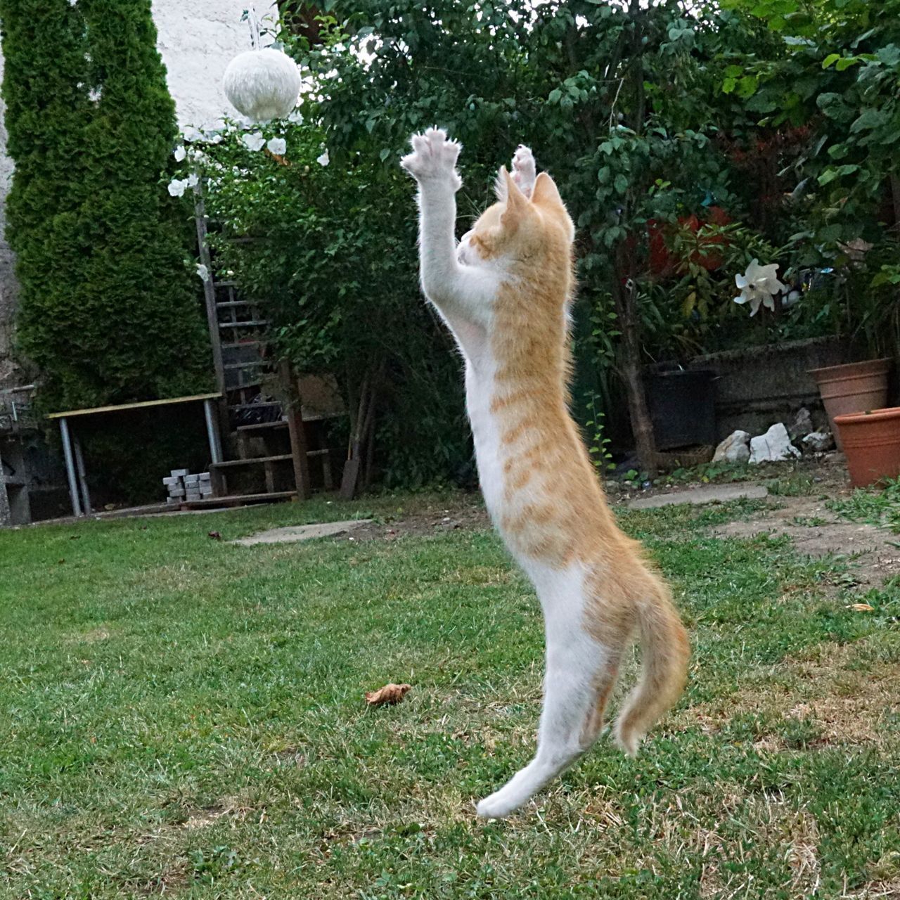 CAT STANDING IN BACKYARD